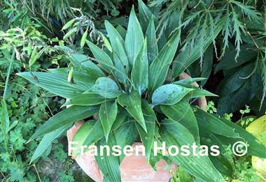 Hosta Scheherazade